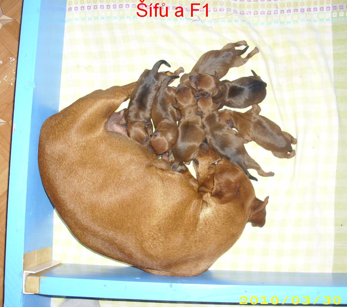 __f_-30.3.2010-a-f1-sto_en_.