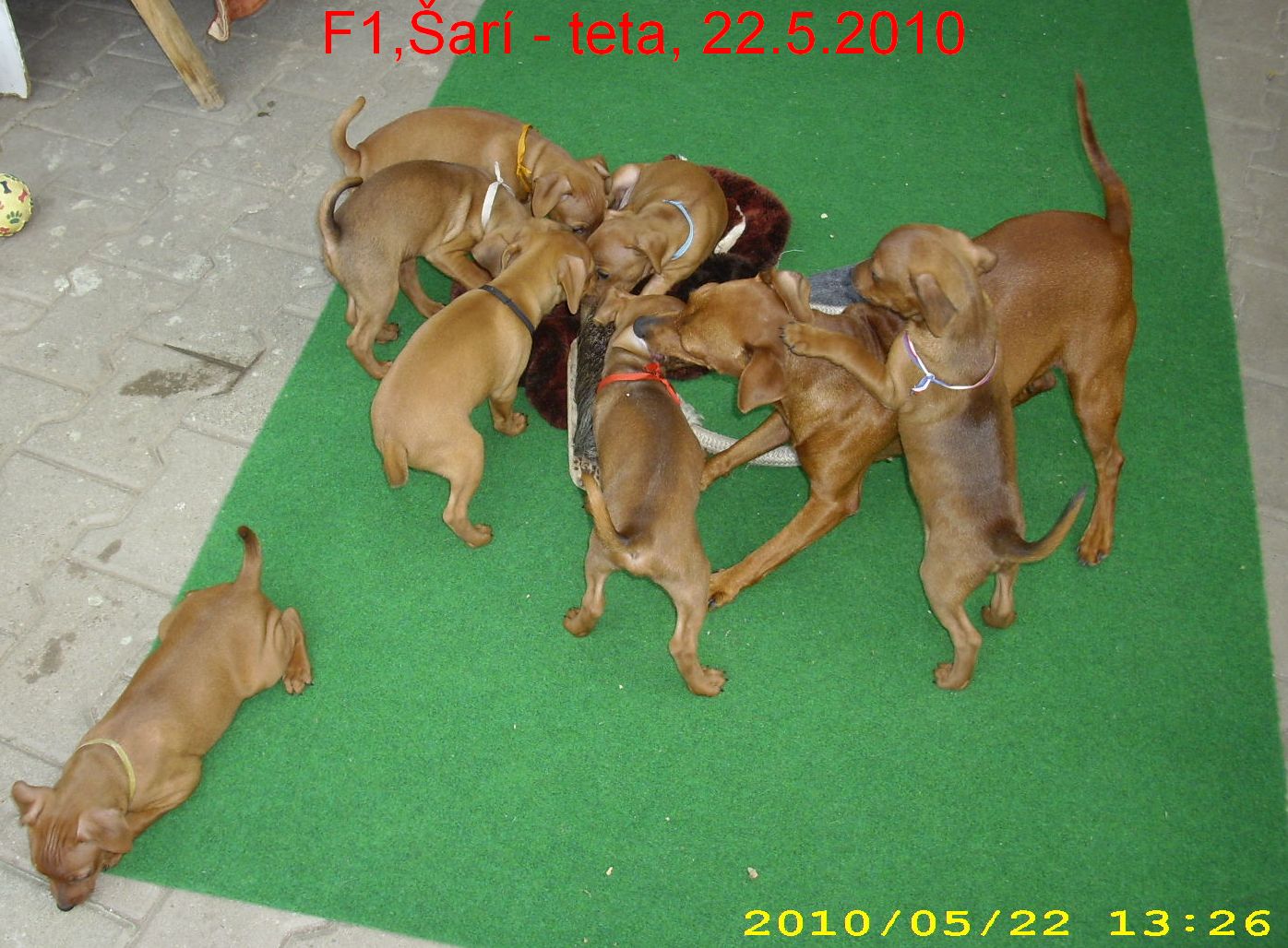 f1--sari--na-slunicku.-3-22.5.2010