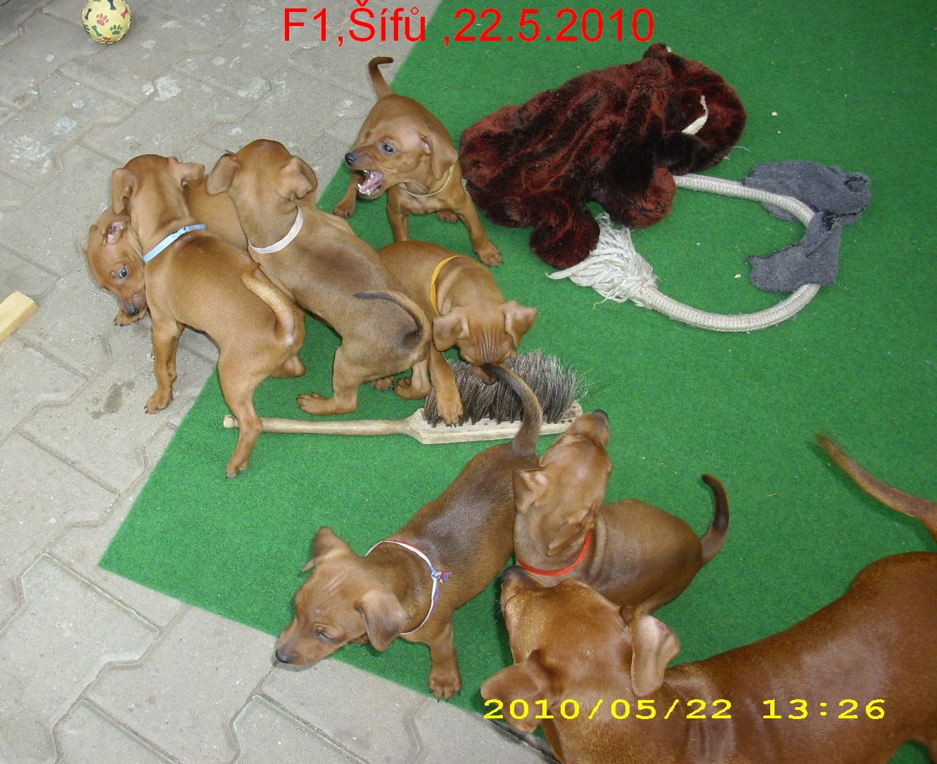 f1--sifu--na-slunicku.22..2010