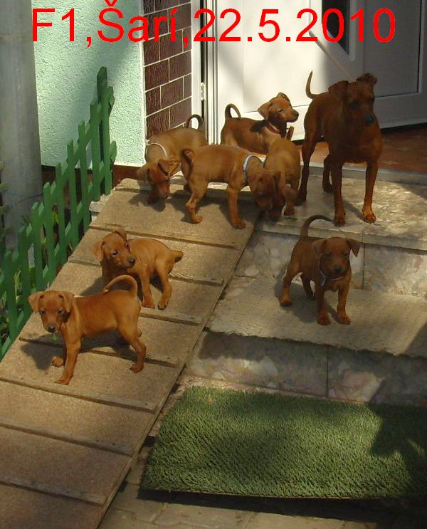 f1-sari-22.5.2010