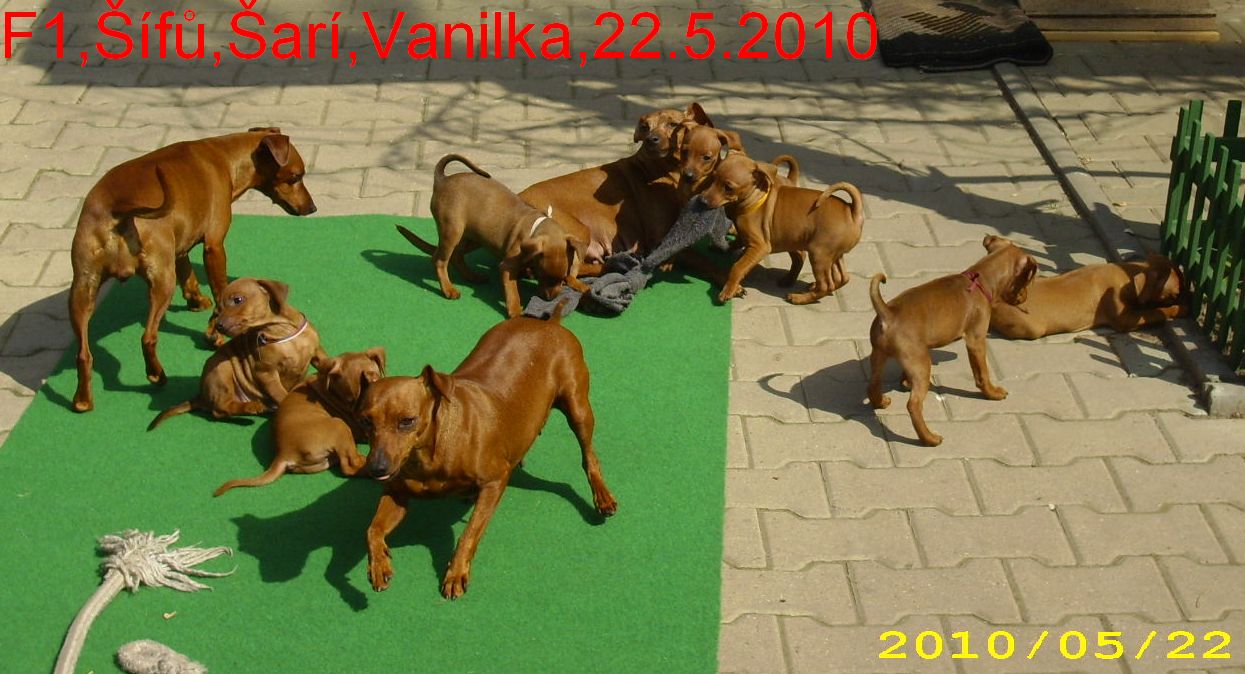 f1-sifu-sari-vanilka-22.5.2010-na-slunicku.2