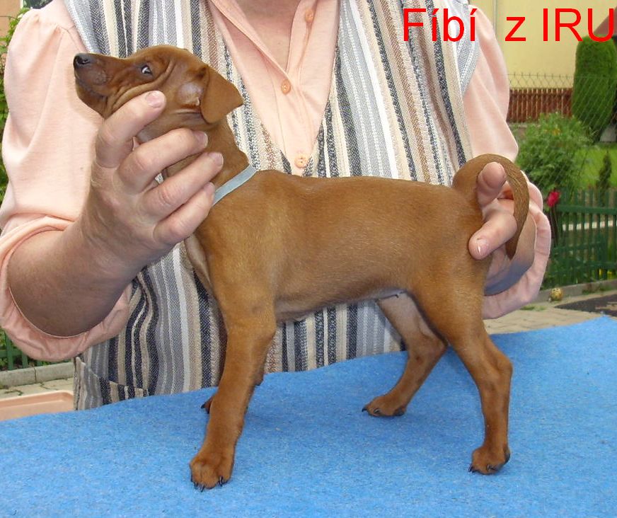 fibi-z-iru-28.5.2010